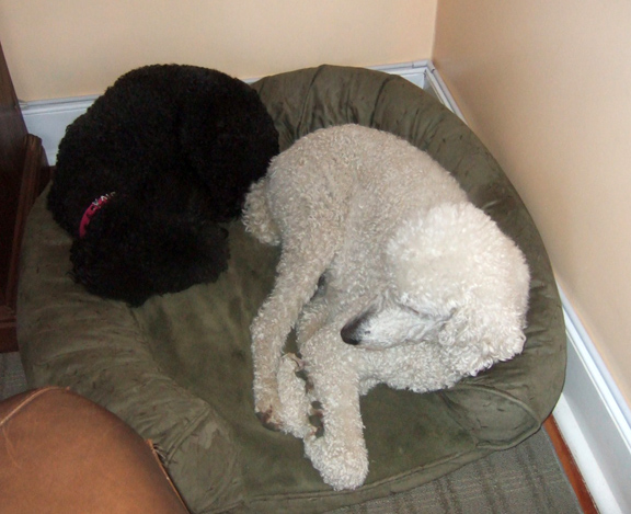 black poodle, white poodle sleeping