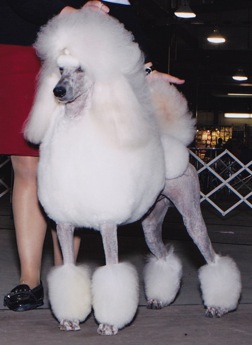 The Poodle Hollywood