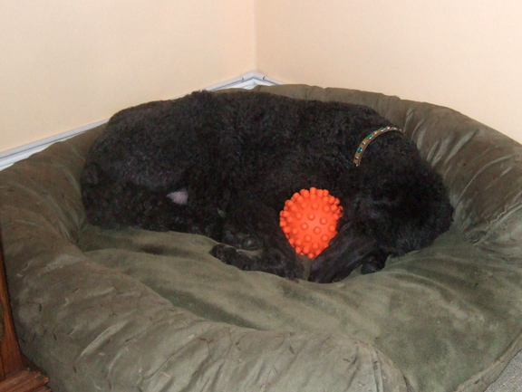 zorro sleeping with ball