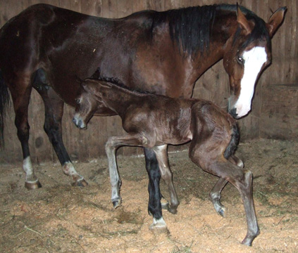 Photo of filly Ann