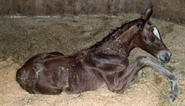 Photo of filly Ann
