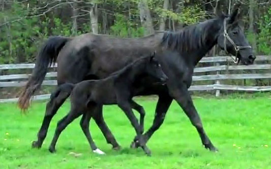 mare and foal photo