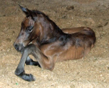 Photo of Elbiskus filly at 30 minutes old